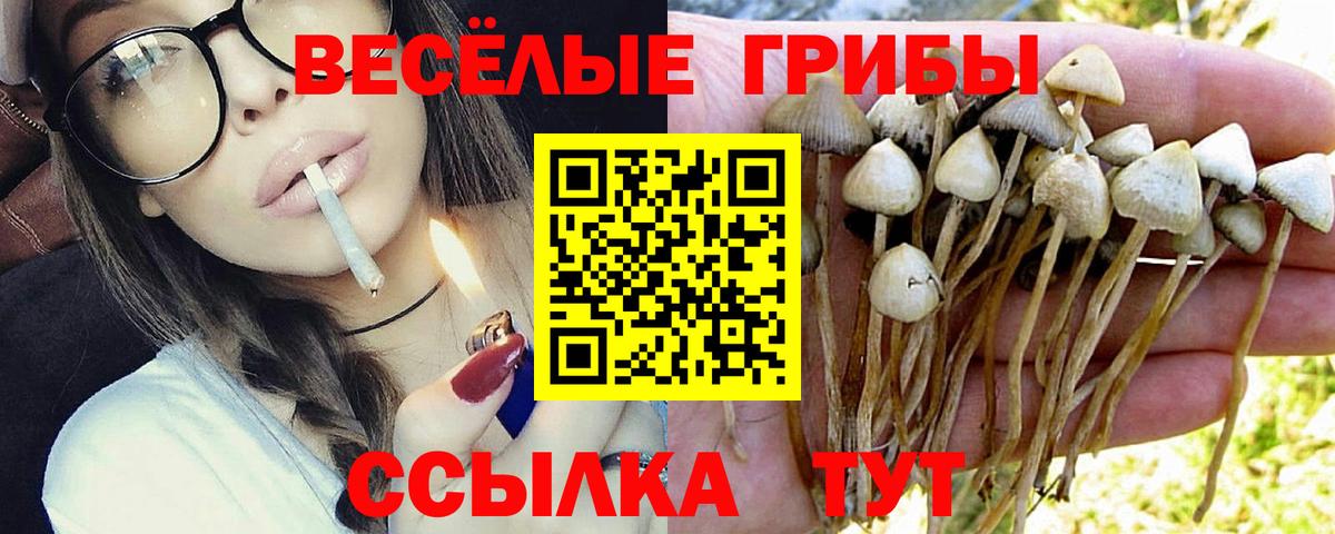 Галлюциногенные грибы Cubensis  купить   Псилоцибиновые грибы мицелий  Родники  Вход с VPN 
